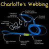 Outdoor Element Charlottes Webbing  Features
