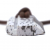 Wazoo Viking Spark Necklace profile
